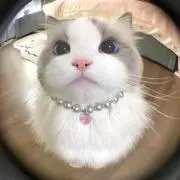 Ann.の画像