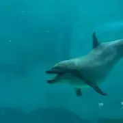 ゆりっち
