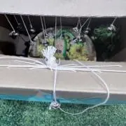 みかん(即購入歓迎の画像