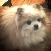 みたらしにゃんこの画像