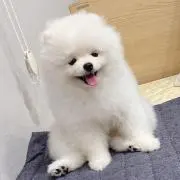 nの画像
