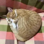 えいとんまんの画像