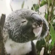 りんご飴(即購入可⭐︎)の画像