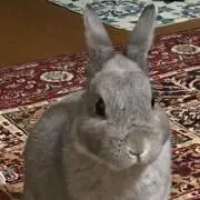 うさいちだいすきの画像