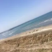 青苺