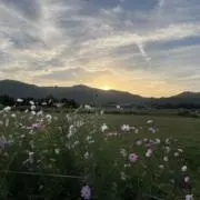 uma-ryoの画像