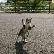 レン