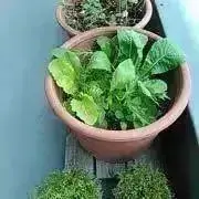 タマボンヌの画像