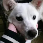 きくち