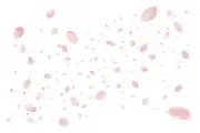 さくらゆきの画像