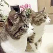 こたぎんくるみの画像