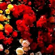 mimimi✱の画像