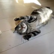 みにーの画像