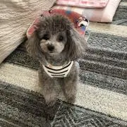 グリーンの画像