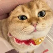 ななの画像