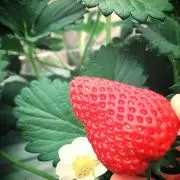 いちごの画像