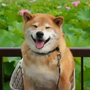 はな
