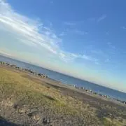 ここす