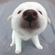 パグの画像