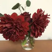 ダリアの画像