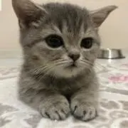 RKの画像