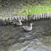 さっぴの画像