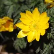 Johnsonの画像