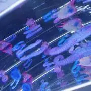 なーやんの画像