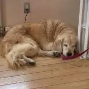 ミルフィーユ鍋の画像