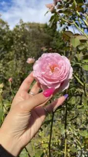 Ｒｅちゃん(プロフ一読お願いします)の画像