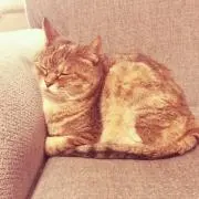 さく丸