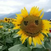 ひまわりの画像