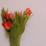 きららの画像