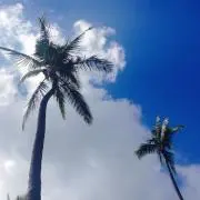モカの画像