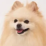 みきの画像