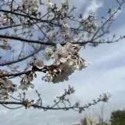 きこり