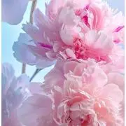 花の画像