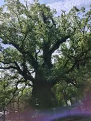 美味しいじゃがいも農家