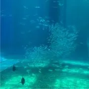 ちゃちゃ