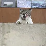しょちゃん