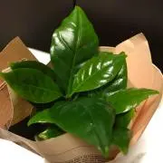GREEN!