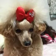 やん