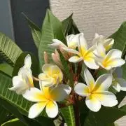 BiBi