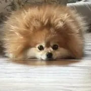 ふぐじぞうの画像
