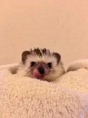 にの画像