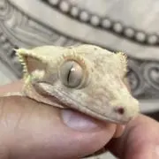 やもさんの画像