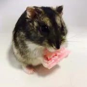 mocoの画像