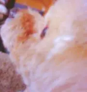 Komu