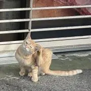 rm@即購入歓迎の画像