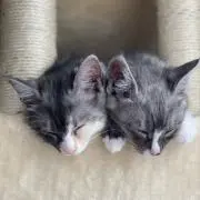 Kの画像
